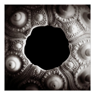 Sea Urchin Black & White Fotografy 20x20 poster