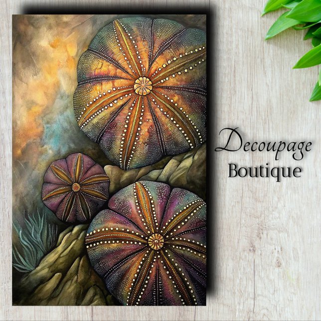 Sea Urchin Decoupage Seidenpapier (Sea Urchin Decoupage Tissue Paper)