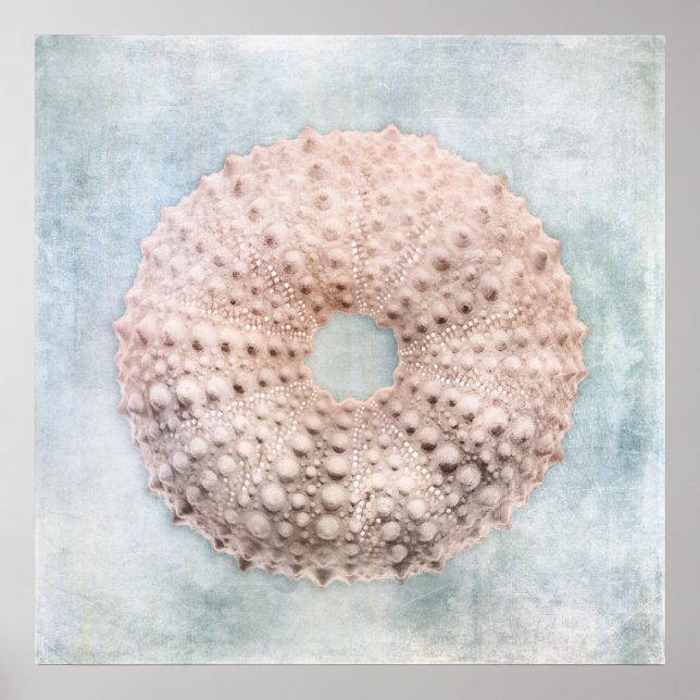 Sea Urchin Malerei an der Küste Blaue Creme Poster (Vorne)