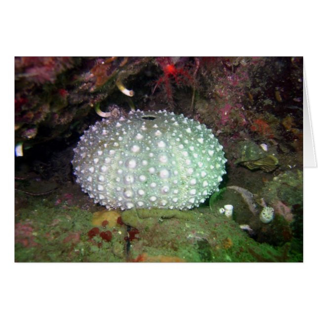 Sea Urchin Muschel (Vorderseite (Horizontal))