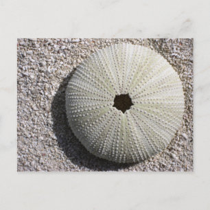 Sea Urchin Muschel auf dem Sand Postkarte
