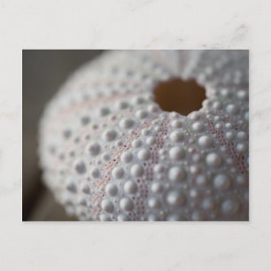 Sea Urchin Muschel Postkarte