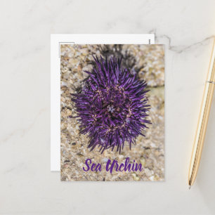 Sea Urchin Ocean Beach Holiday Sommer Souvenir Feiertagspostkarte