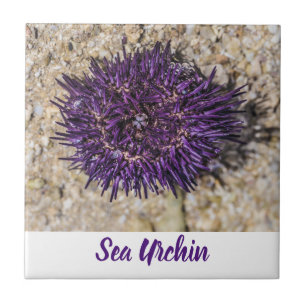 Sea Urchin Ocean Beach Holiday Sommer Souvenir Fliese