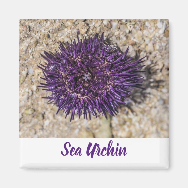 Sea Urchin Ocean Beach Holiday Sommer Souvenir Magnet (Vorne)