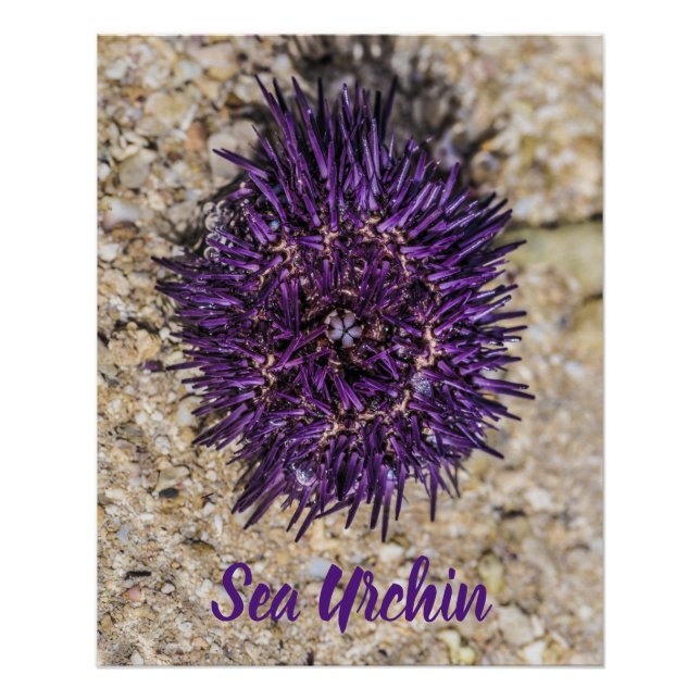 Sea Urchin Ocean Beach Holiday Sommer Souvenir Poster (Vorderseite)