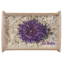 Sea Urchin Ocean Beach Holiday Sommer Souvenir