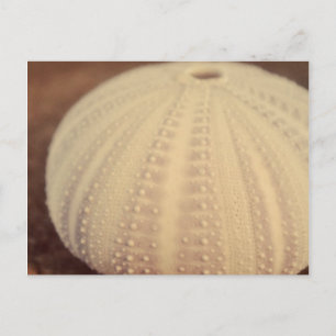 Sea Urchin Postkarte