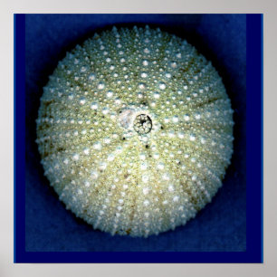 Sea Urchin Wall Poster