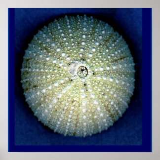 Sea Urchin Wall Poster