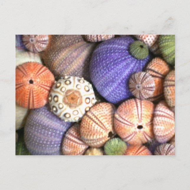 Sea Urchins Postkarte (Vorderseite)
