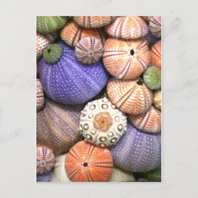 Sea Urchins Postkarte (Vorderseite)