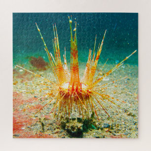 Sea Urchins Puzzle