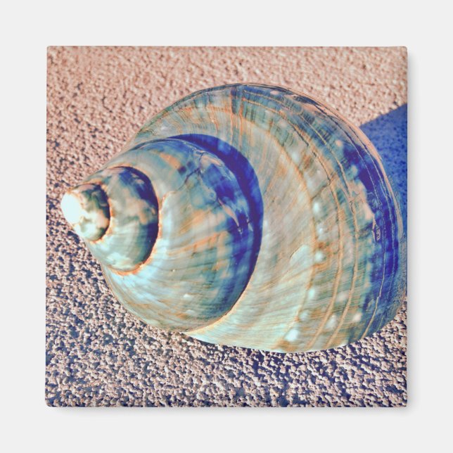 Sea Welk Seashell Magnet (Vorne)