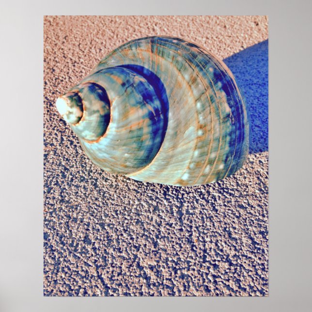 Sea Welk Seashell Poster (Vorne)