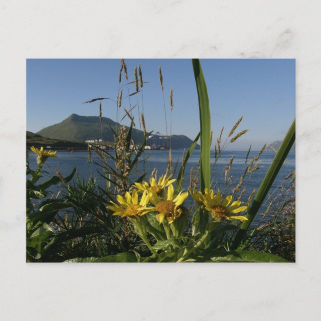Seabeach Senecio, Insel Unalaska Postkarte (Vorderseite)