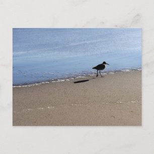 Seabird auf dem Strandfoto Postkarte