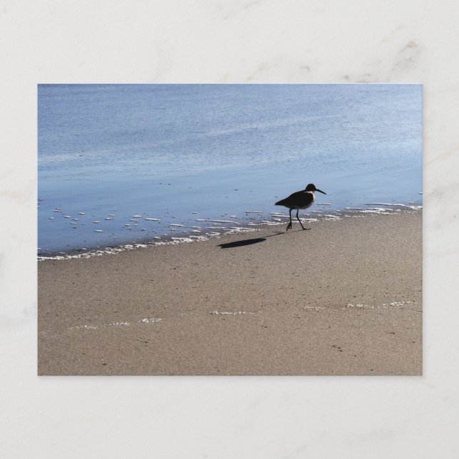 Seabird auf dem Strandfoto Postkarte (Vorderseite)