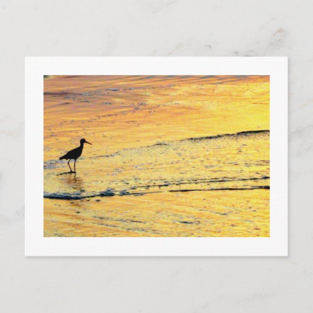 Seabird auf Sonnenaufgang Postkarte (Vorderseite)