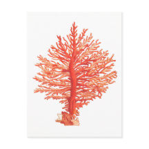 "SEACORAL" MEERESWELT POSTCARD