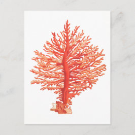 "SEACORAL" MEERESWELT POSTCARD POSTKARTE