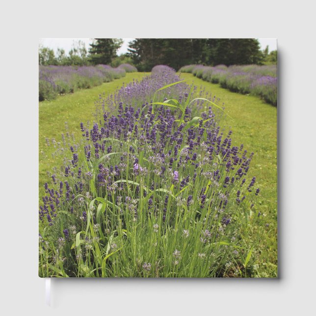 Seafoam Lavender Farm Gästebuch (Vorderseite)