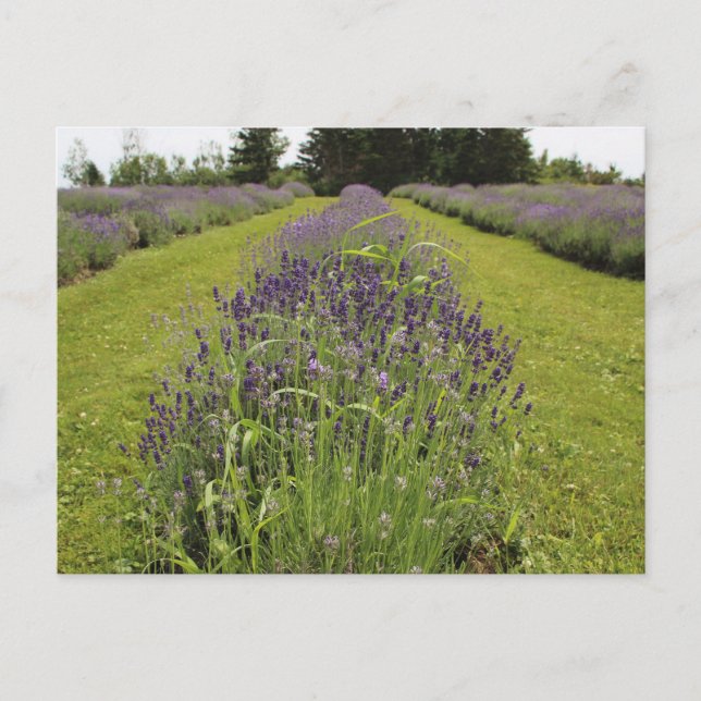 Seafoam Lavender Farm Postkarte (Vorderseite)
