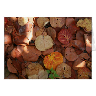 Seagrape Still Life