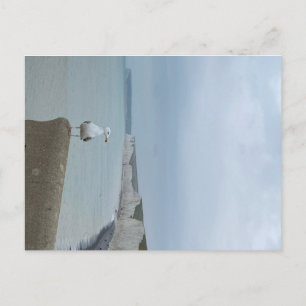 Seagul and white cliffs of Seven Sisters, UK Postkarte