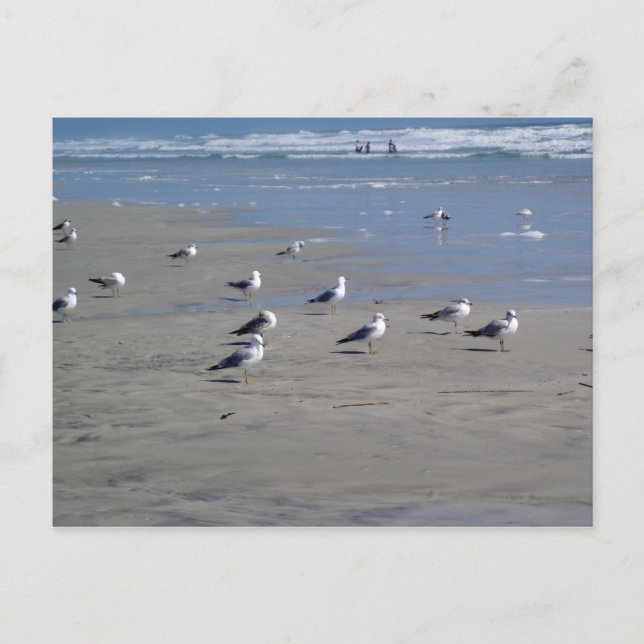 SEAGULEN AM STRAND POSTKARTE (Vorderseite)