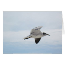 Seagull
