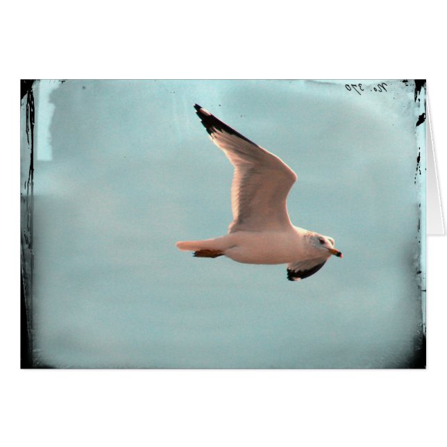 Seagull (Vorderseite (Horizontal))