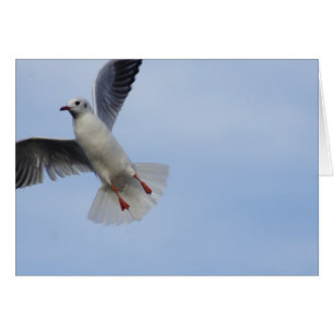 Seagull