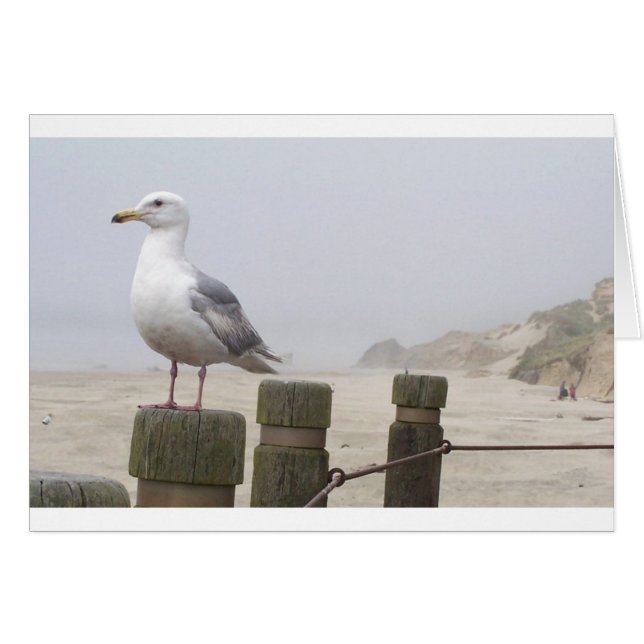 Seagull (Vorderseite (Horizontal))