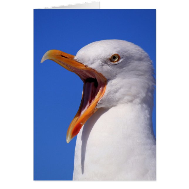 Seagull (Vorne)