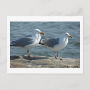 Seagull am Barnegat Inlet Postkarte