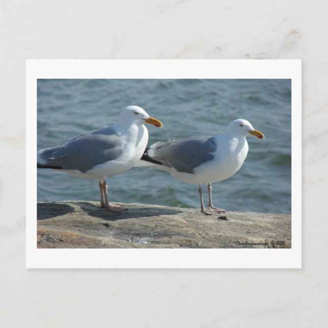 Seagull am Barnegat Inlet Postkarte (Vorderseite)
