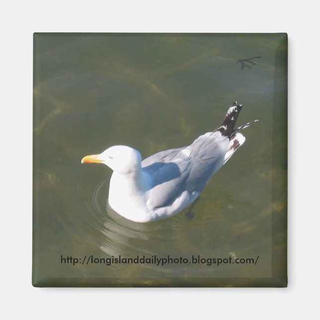 Seagull am Gosmans Dock in Montauk Magnet (Vorne)