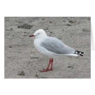 Seagull am Sandstrand