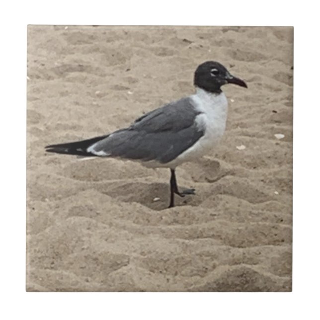 Seagull am Strand im Sand Fliese (Vorderseite)