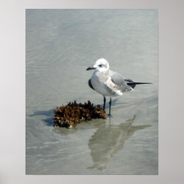Seagull am Strand mit Algen Poster