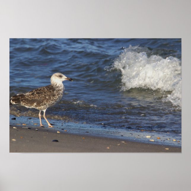 Seagull am Strand mit Wave Poster (Vorne)