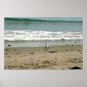 Seagull am Strand Poster
