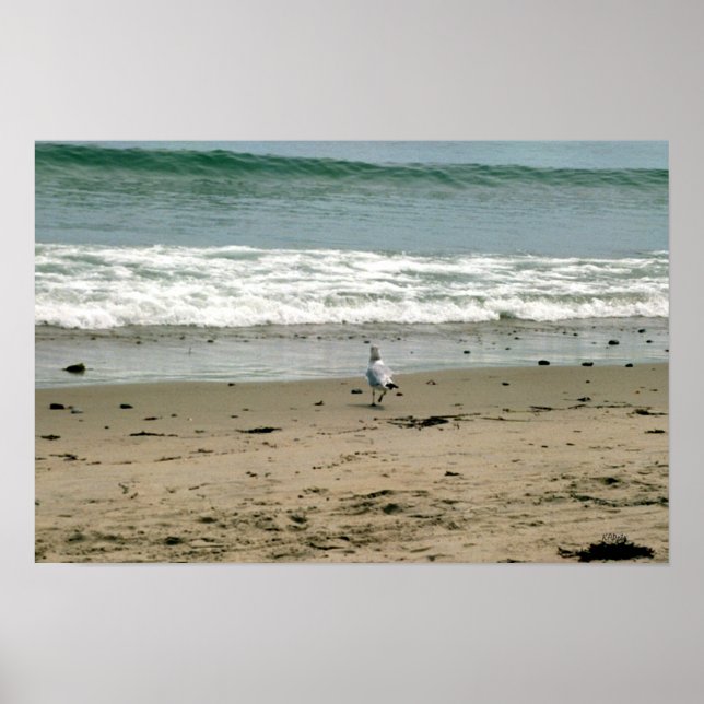 Seagull am Strand Poster (Vorne)