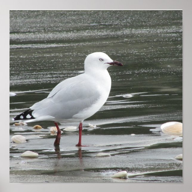Seagull am Strand Poster (Vorne)