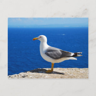 Seagull am Strand Postkarte