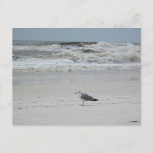 Seagull am Strand Postkarte