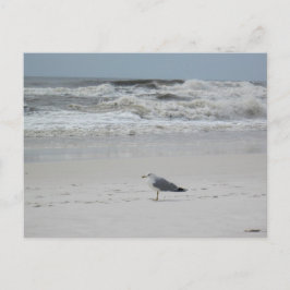 Seagull am Strand Postkarte