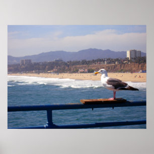 Seagull am Strand von Santa Monica Poster