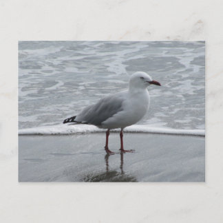 Seagull am Wasser Postkarte